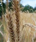 Rye